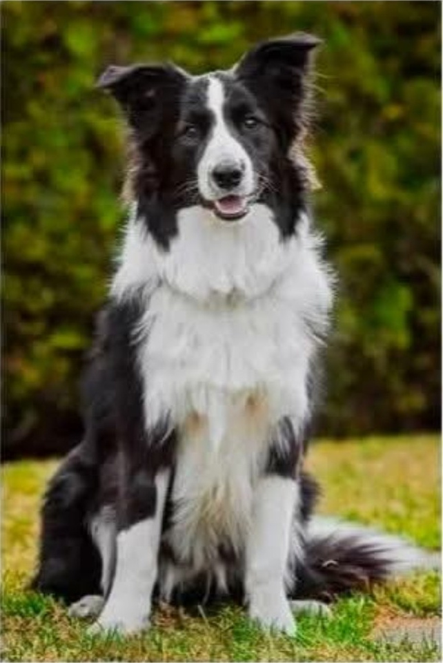 Joe, Old Justice Outfitters’ black-and-white Border Collie mascot, sitting on grass.